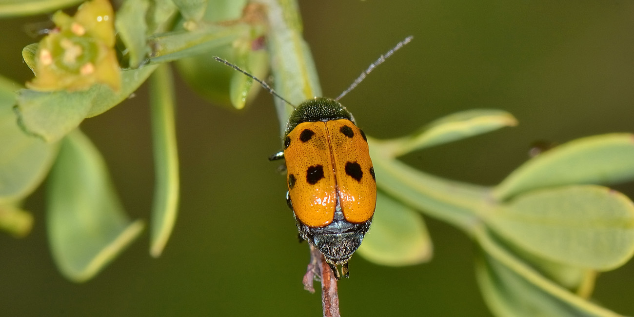 Cryptocephalus quadripunctatus?  No, Cryptocephalus etruscus